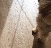 Alpine Floor Liberty Loose Lay LVT ECO 23-5 Макадамия фото 7 | FLOORDEALER